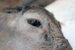 Sacrifício de animais: algumas reflexões