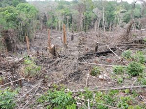 O colapso anunciado de um projeto de desenvolvimento sustentável