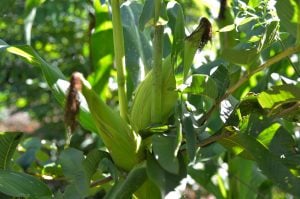 Tendências para a agricultura na agenda do desenvolvimento sustentável