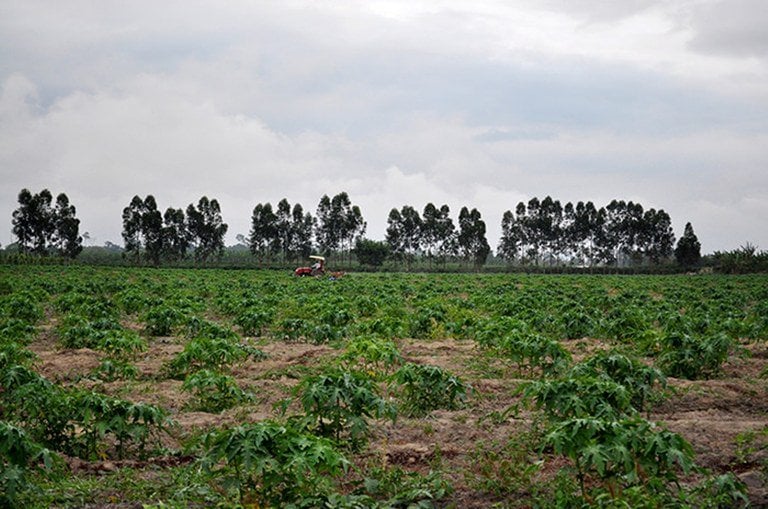 Terra para fins de reforma agrária: não cumprir a lei pode ser um grande negócio para latifundiários (Foto: MST/Divulgação) 