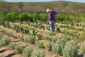 Programa Desenrola Rural entra em vigor nesta segunda-feira