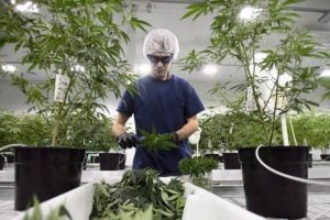 Como o Canadá se prepara para a legalização da maconha?