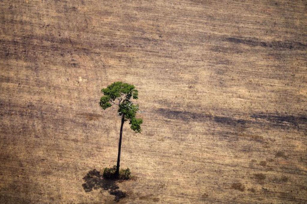 Brasil põe metas do clima em risco, diz estudo