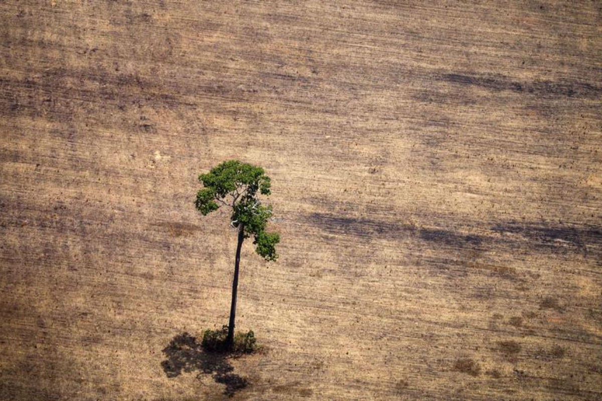 Brasil põe metas do clima em risco, diz estudo