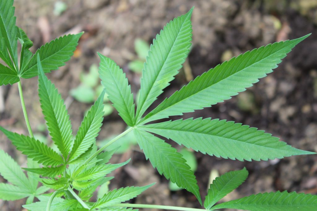 Projeto de lei prevê doação de cannabis apreendida a laboratórios que pesquisam uso medicinal da planta