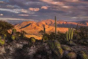 Vale mexicano de Tehuacán-Cuicatlán vira Patrimônio da Humanidade