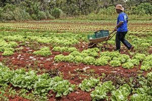 Incongruências dos Mapa, FAO e Graziano