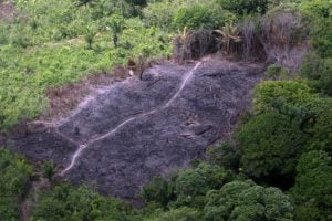 Amazônia registra o segundo maior desmatamento para o primeiro trimestre em 15 anos