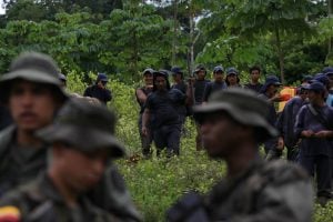 Colômbia atinge nível recorde de área cultivada de coca