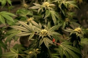 Rei do Marrocos concede mais de 4,8 mil indultos em casos de cultivo de cannabis