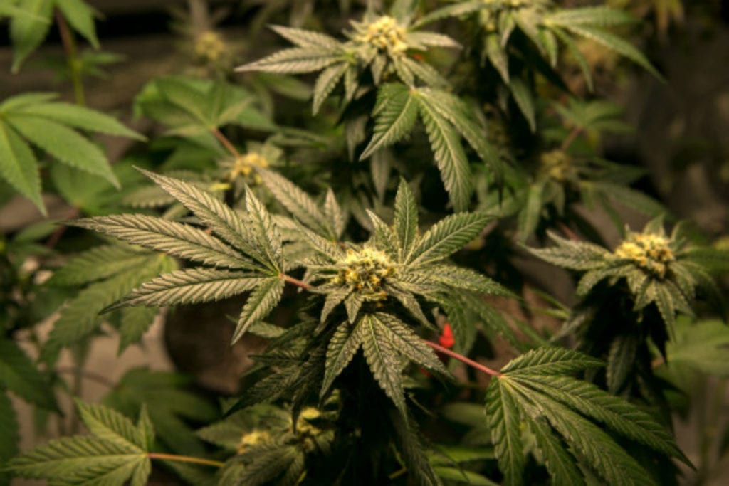 STF: importar semente de maconha não gera processo criminal automático
