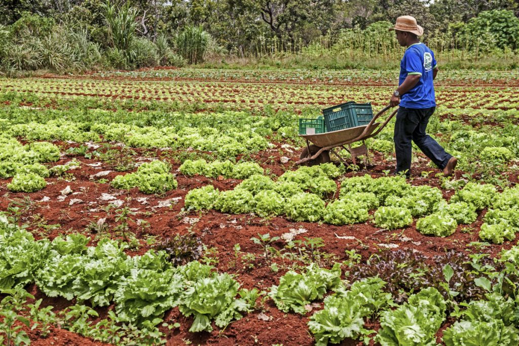 Investimento de R$ 85 bilhões: conheça o Plano Safra da Agricultura Familiar, lançado por Lula nesta quarta
