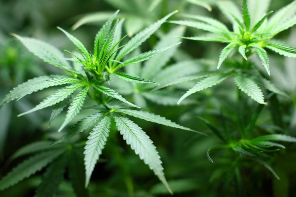 O que muda com a legalização da maconha na Alemanha