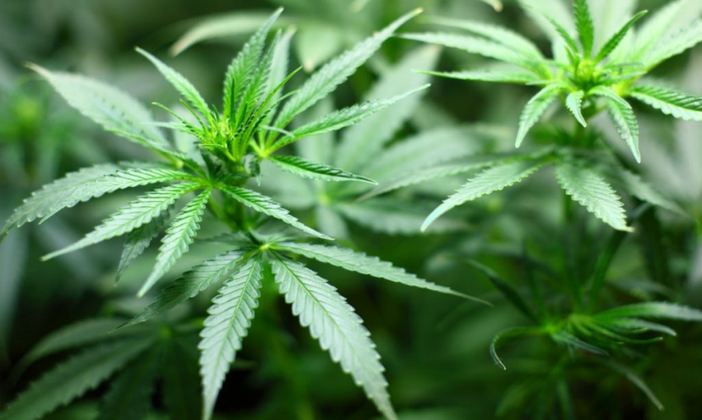 Projeto de lei concede anistia a condenados por portar até 40 gramas de maconha