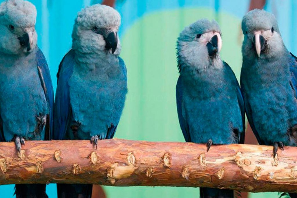 Relatório aponta perda de 60% de animais silvestres em 44 anos