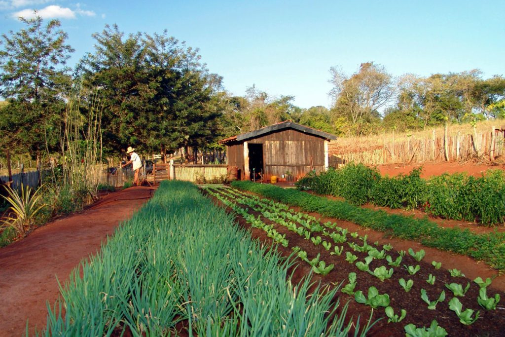 A agropecuária com Bolsonaro