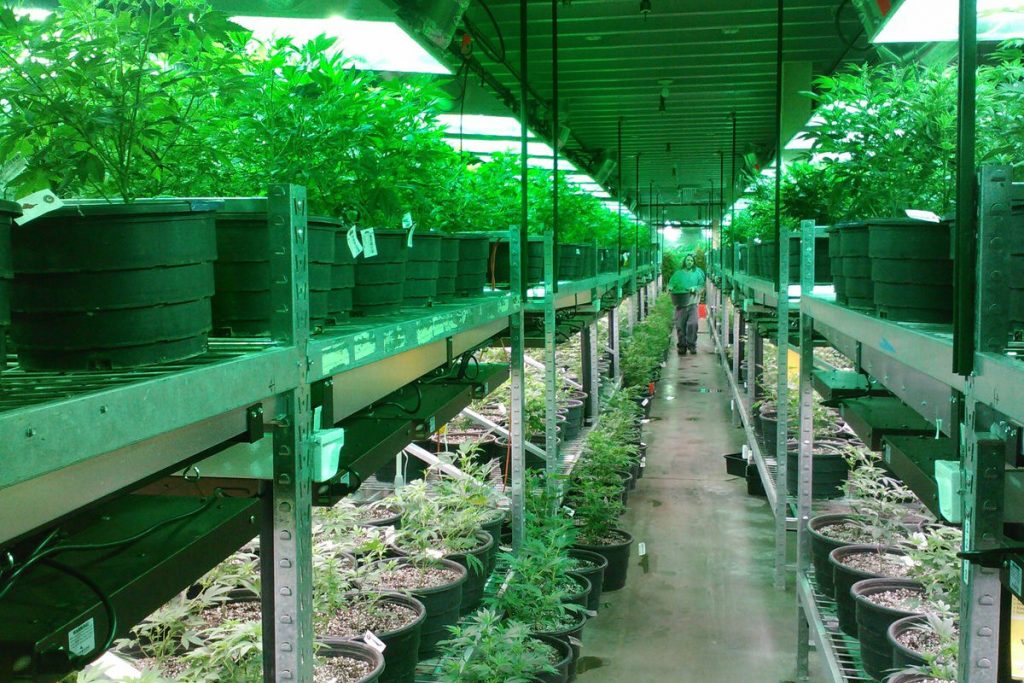 Partido do governo apresenta proposta para legalizar maconha no México