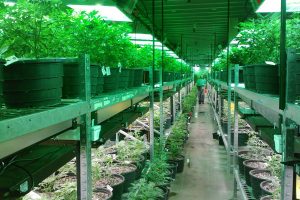 Partido do governo apresenta proposta para legalizar maconha no México