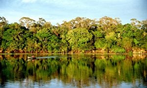 Botos da Amazônia estão contaminados com mercúrio, revela informe