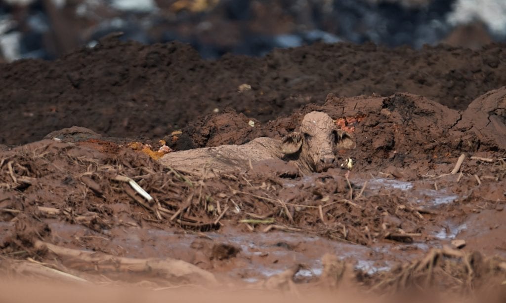 Ativistas denunciam drama dos animais tragados pela lama em Brumadinho