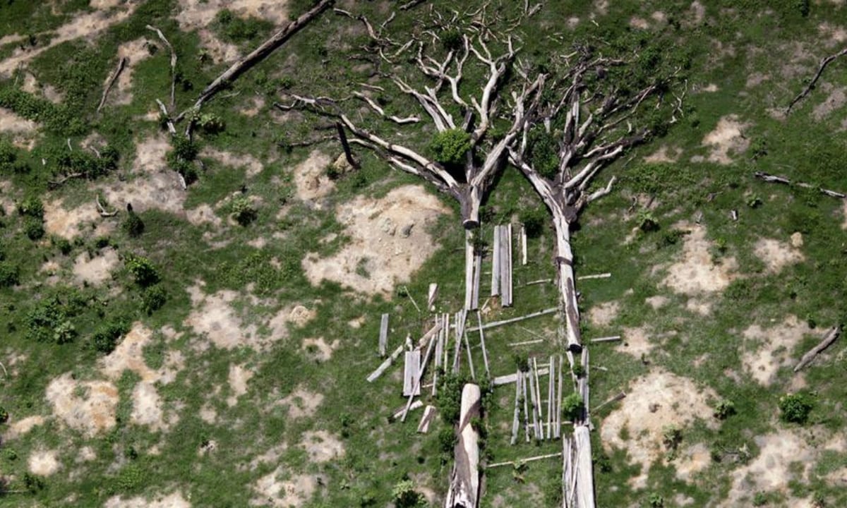 Brasil falha na aplicação de leis ambientais, diz ONU