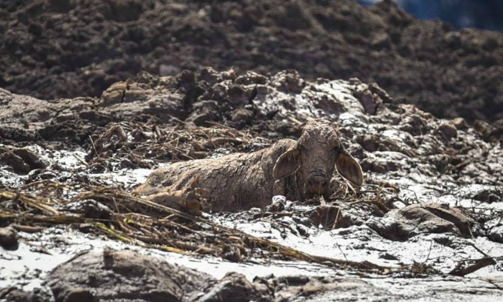 As leis sócio-ambientais afrouxadas foram outra barragem destruída