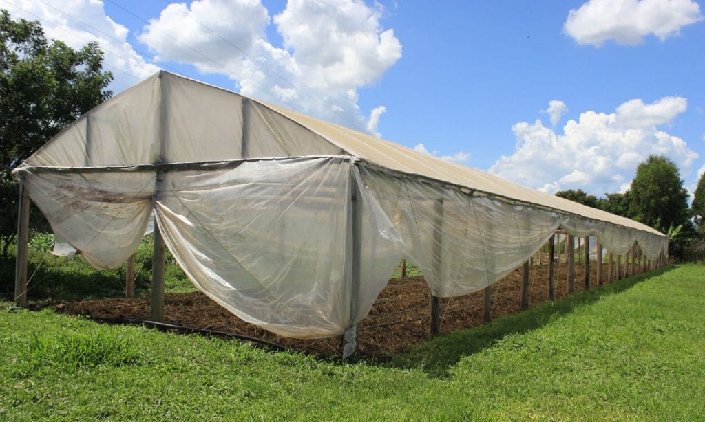Assentamento do Paraná é referência na produção de orgânicos