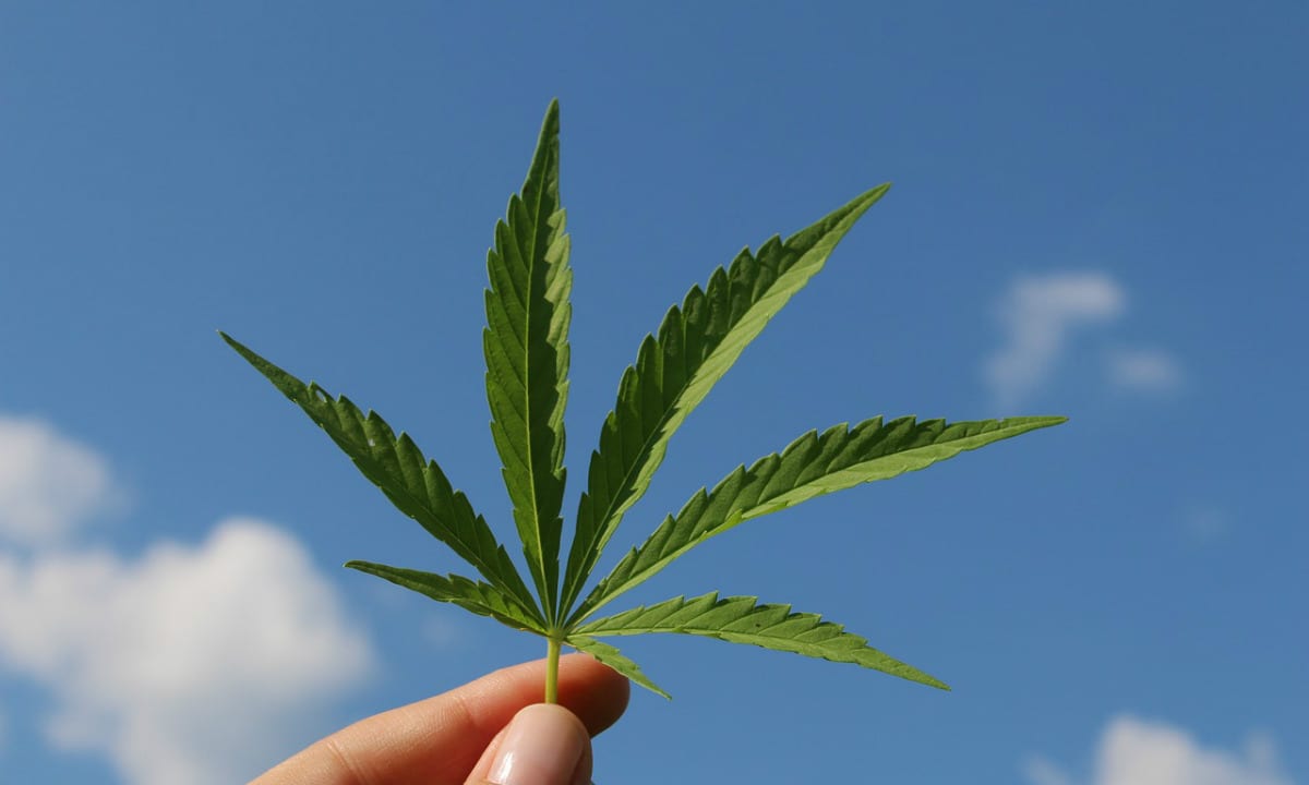 Quatro estados dos EUA aprovam maconha para uso recreativo