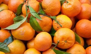 Das raízes aos novos ramos: um guia rápido do laranjal do PSL