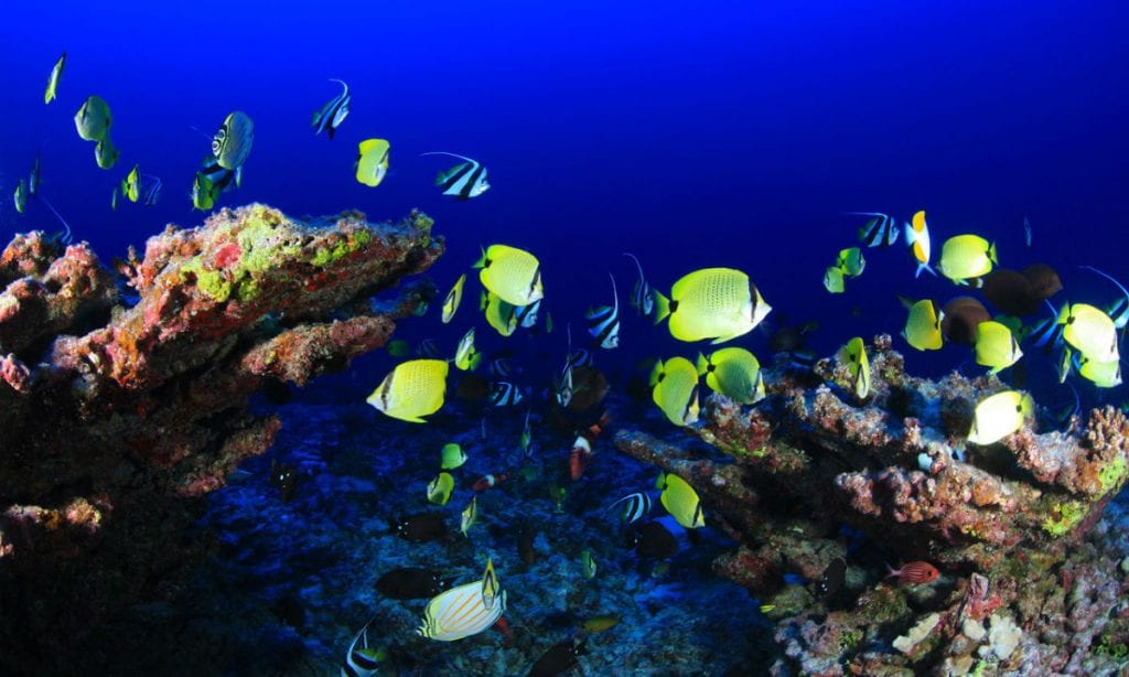 Ação humana desencadeia 6ª extinção em massa de espécies