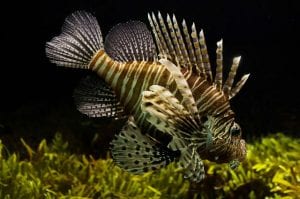 Por que os peixes de água salgada não sobrevivem na água doce?
