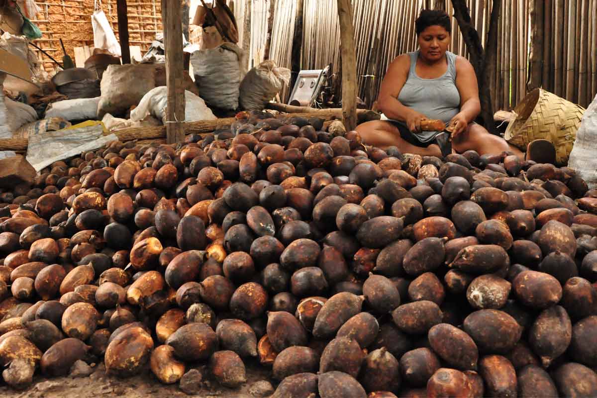 Quebradoras de cocos de babaçu||