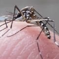 Número de mortes por dengue no Distrito Federal sobe para 77