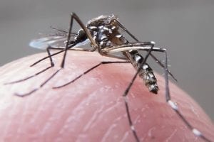 Em um ano, incidência da dengue no país aumenta 600%