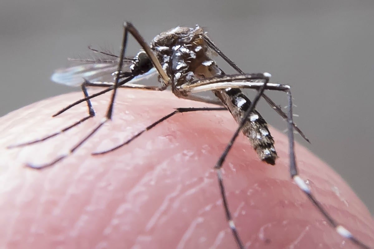 O mosquito adulto vive em média 45 dias 