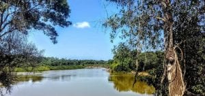 Ao menos 13 milhões de árvores foram derrubadas ilegalmente no Xingu em dois meses