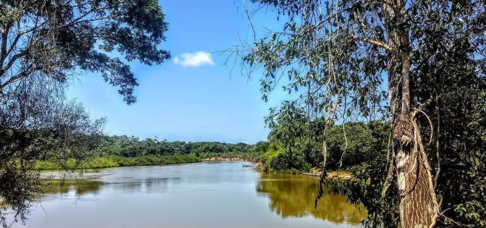 Ao menos 13 milhões de árvores foram derrubadas ilegalmente no Xingu em dois meses