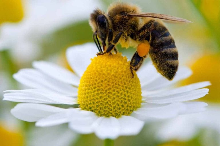 Abelha polinizando flor|