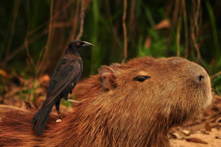 capivara e carrapateiro