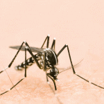 Butantan vai produzir vacina nacional contra chikungunya