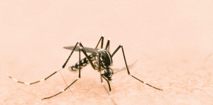 Dengue e a chikungunya, doenças socioambientais