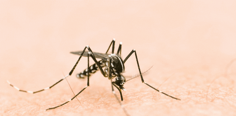 |Dengue e chikungunya são parentes próximos