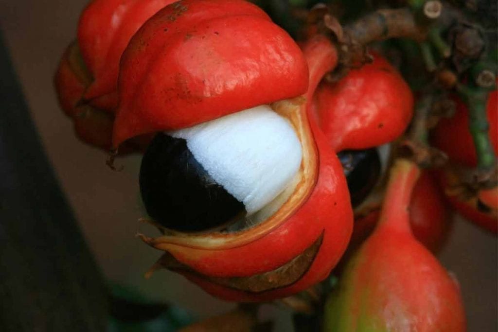 O sabor do Brasil