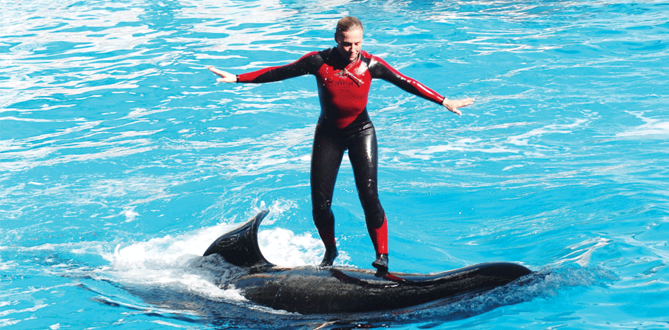 O efeito Blackfish