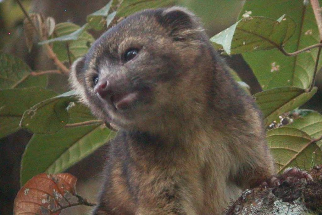 Espécies de animais descobertas recentemente