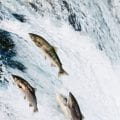 O perigo do salmão chileno