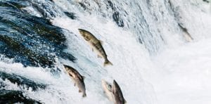 O perigo do salmão chileno