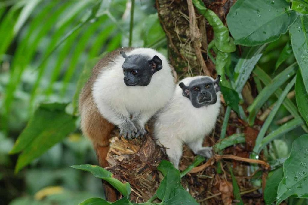 Os animais ameaçados da Amazônia