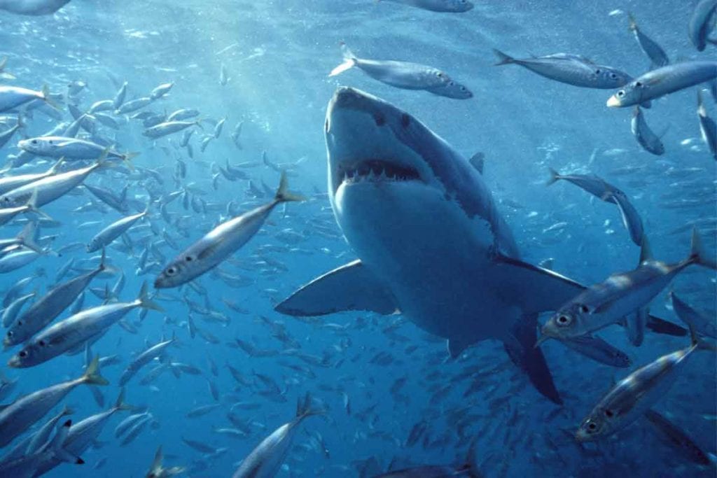 Caçadores dos setes mares