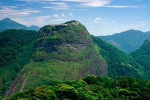 O meio ambiente
a salvo?